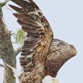 Eagle Swooping (Matted 19X26 Print 14X21)  JAH-104